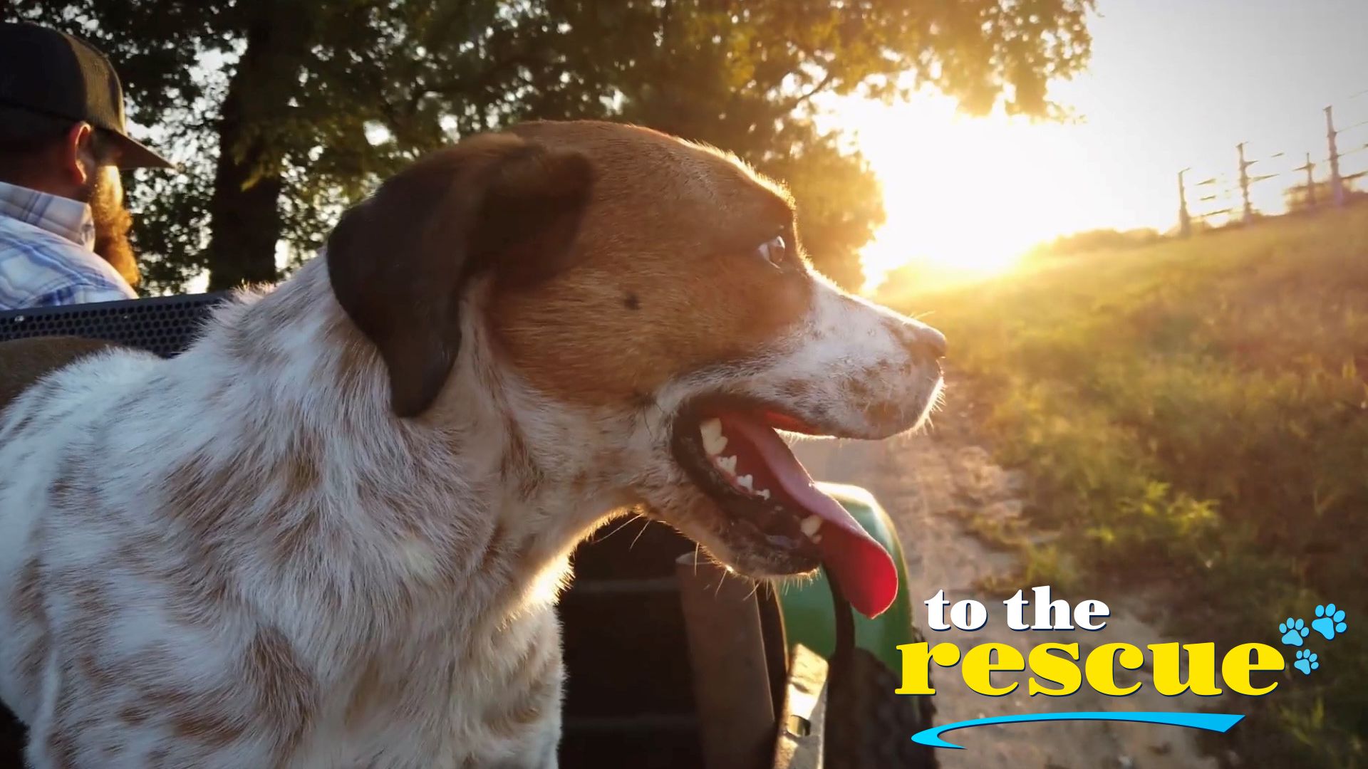 To The Rescue series key art: a rescue dog riding in the back of a farm vehicle at golden hour, with the show's logo